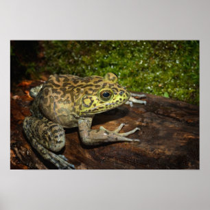 Bullfrog, Rana catesbeiana Poster
