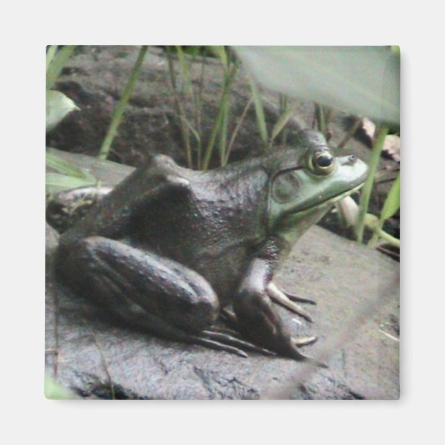 Bullfrog side view magnet (Front)