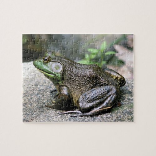 Bullfrog Sitting On Rock Nature  Jigsaw Puzzle