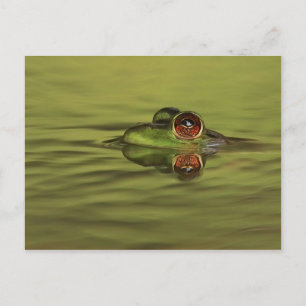 Bullfrog Swimming Postcard