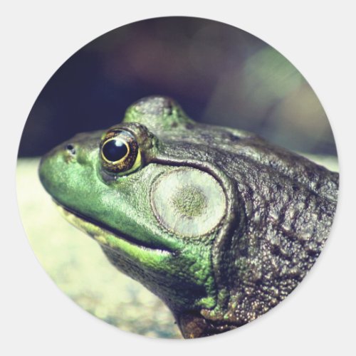 Bullfrog Thoughts Nature  Classic Round Sticker