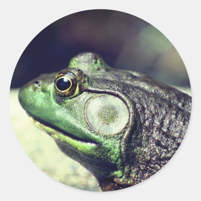Bullfrog Thoughts Nature  Classic Round Sticker (Front)