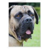 Bullmastiff (Front)