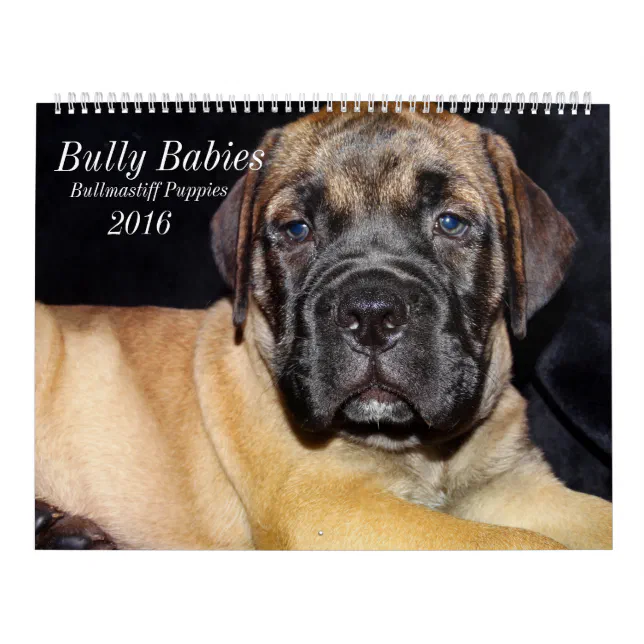 Bullmastiff Calendar 2016 Zazzle