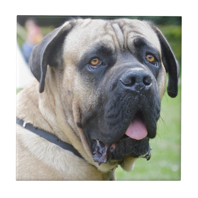 Bullmastiff Ceramic Tile (Front)