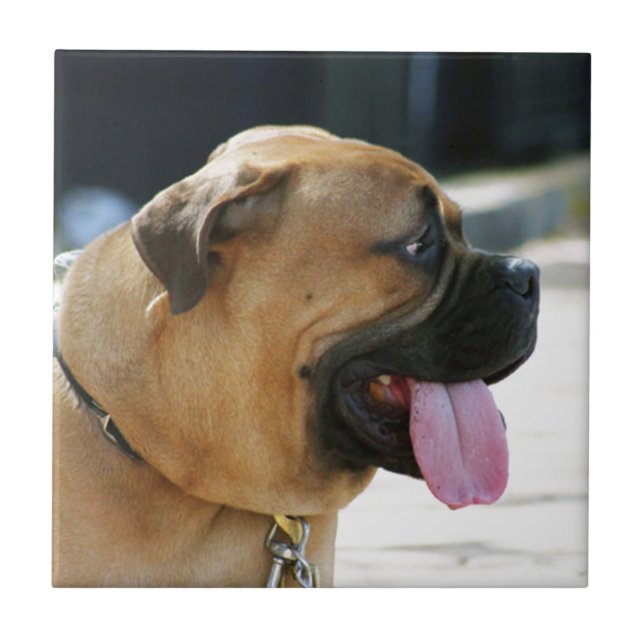 Bullmastiff Dog Ceramic Tile (Front)