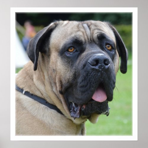 Bullmastiff Face Poster