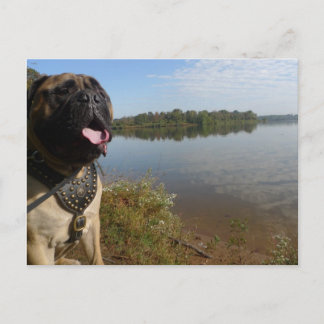 Bullmastiff "Pablo" postcard 1