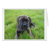 Bullmastiff_puppy 2.png (Front Horizontal)