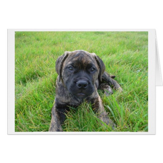 Bullmastiff_puppy 2.png (Front Horizontal)