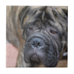 Bullmastiff Tile