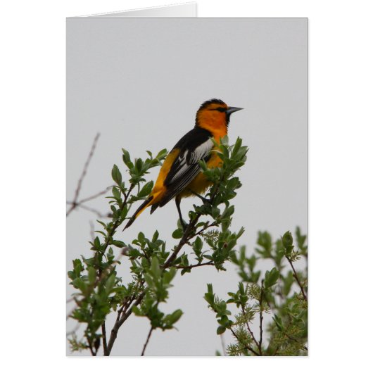 Bullock's Oriole Cards (Front)
