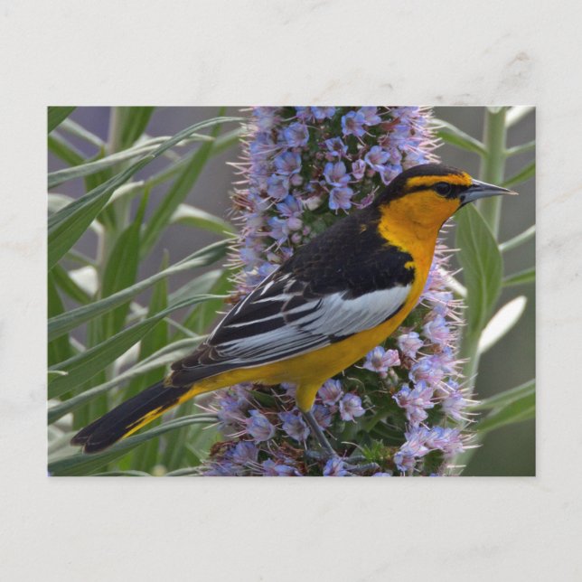 Bullock's Oriole Postcard (Front)