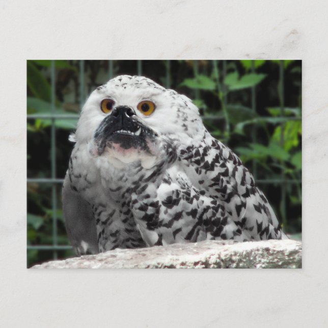 Bullowl postcard (Front)