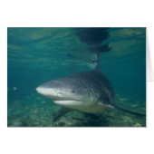 Bullshark (Front Horizontal)