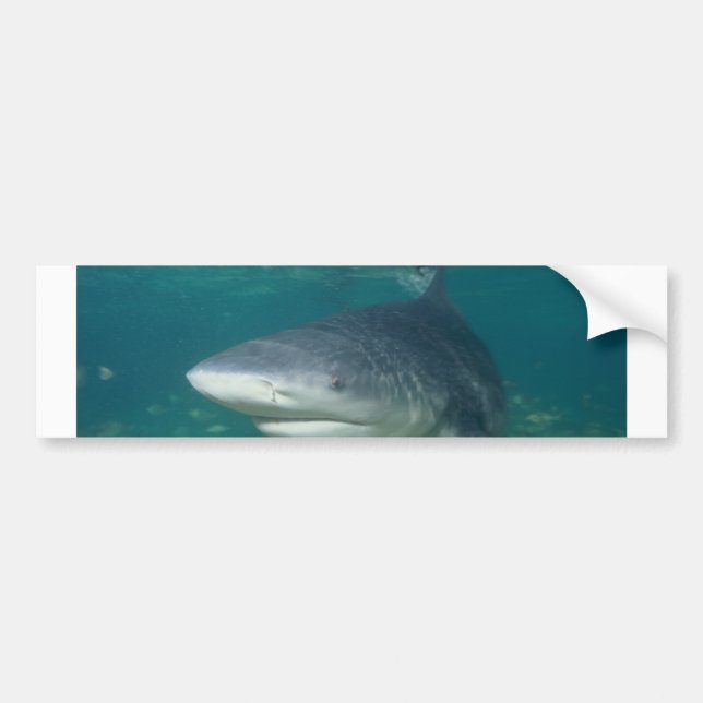 Bullshark Bumper Sticker (Front)