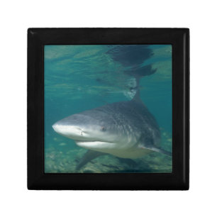Bullshark Gift Box