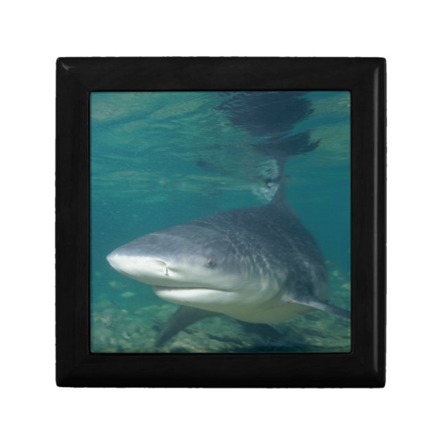 Bullshark Gift Box (Front)
