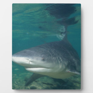 Bullshark Plaque