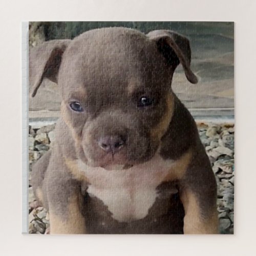Bully breed puppy  jigsaw puzzle