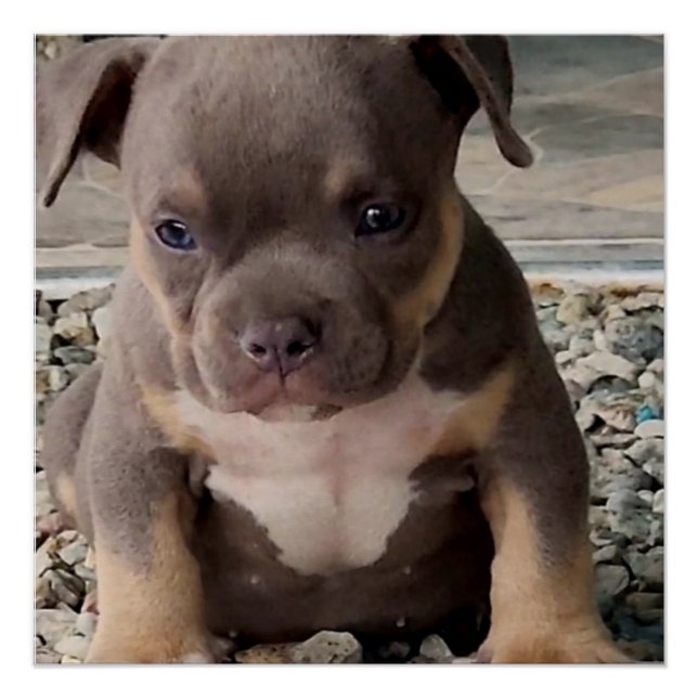 Bully breed puppy  poster (Front)
