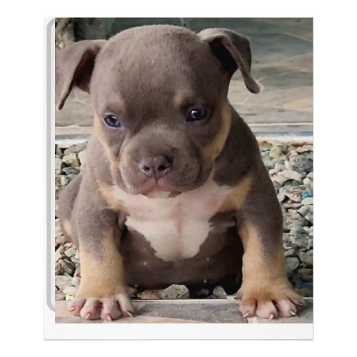 Bully breed puppy poster