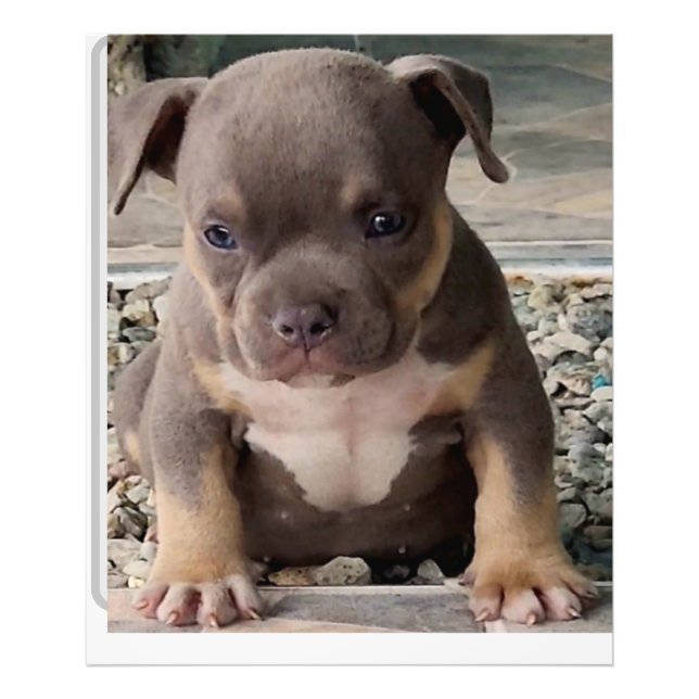 Bully breed puppy poster (Front)