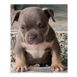 Bully breed puppy poster