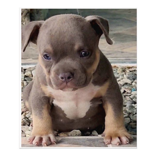 Bully breed puppy poster (Front)