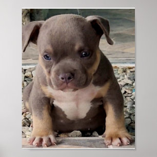 Bully breed puppy poster