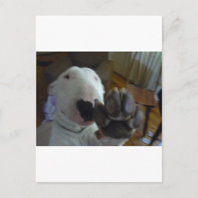 bully paw postcard (Front)