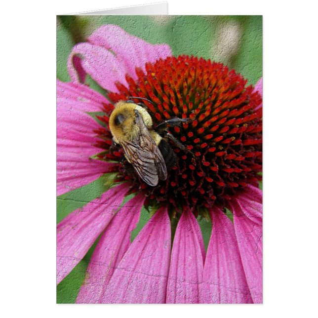 Bumble Bee 2 Cards (Front)