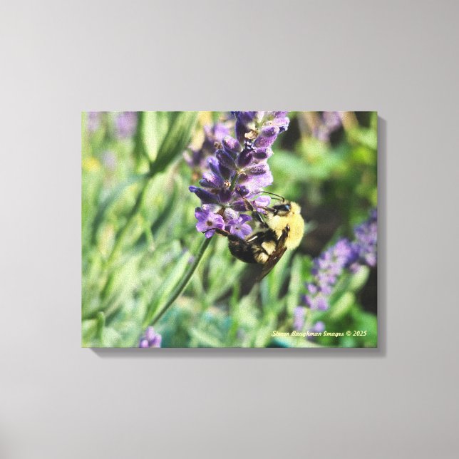 Bumble Bee and Lavender Stretched Canvas Print (Front)