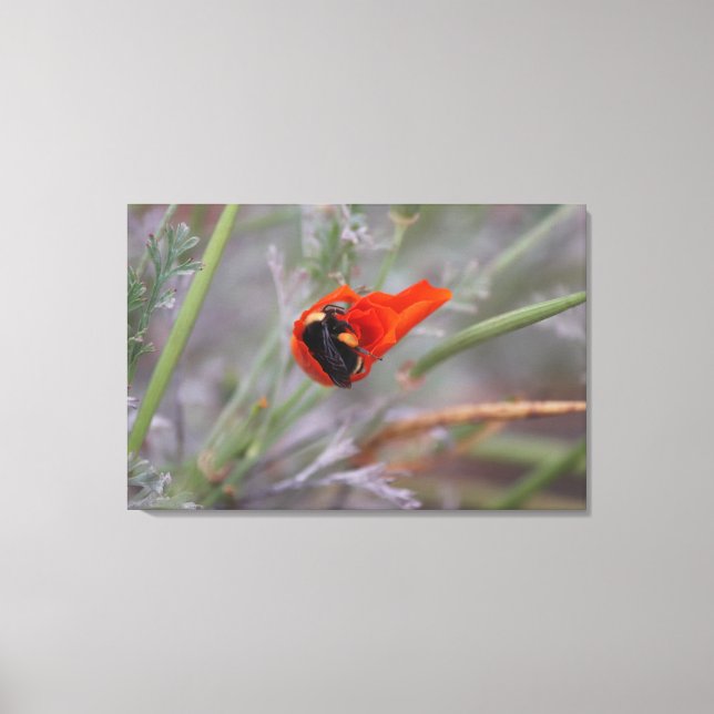 Bumble bee asleep in a California poppy  Canvas Print (Front)