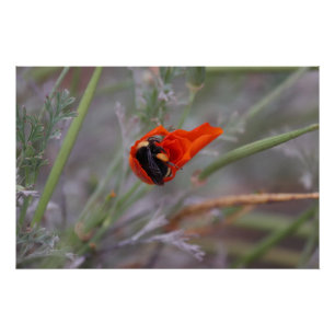 Bumble bee asleep in a California poppy Poster