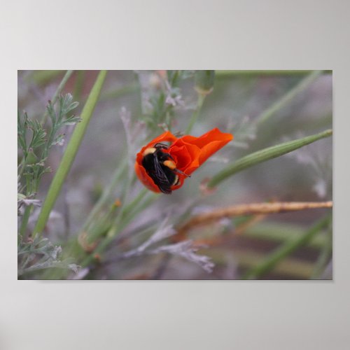 Bumble bee asleep in a California poppy Poster
