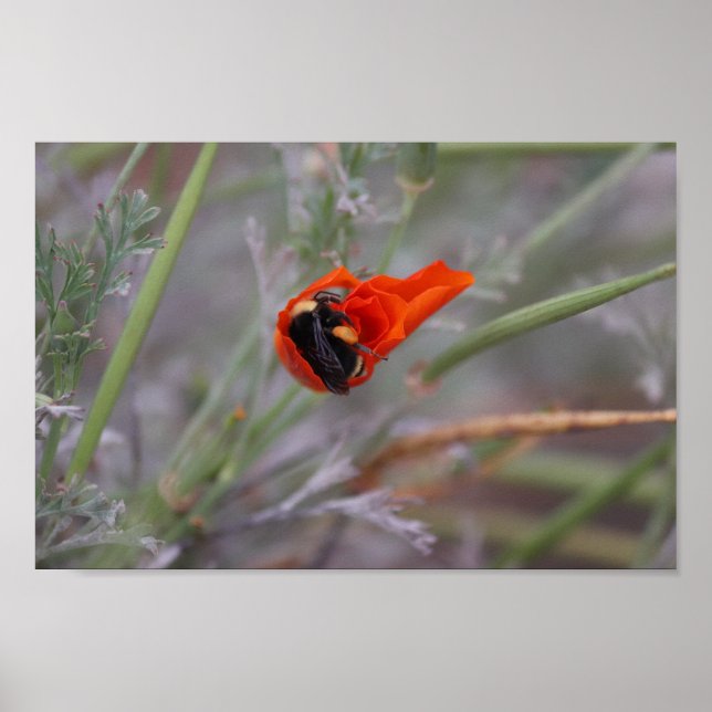 Bumble bee asleep in a California poppy Poster (Front)