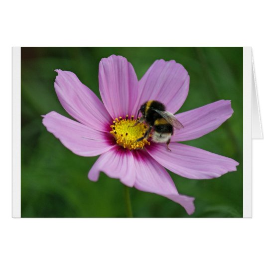 bumble bee cards (Front Horizontal)