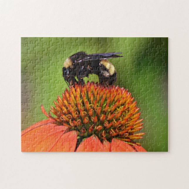 Bumble Bee Close Up on Orange Flower Puzzle (Horizontal)