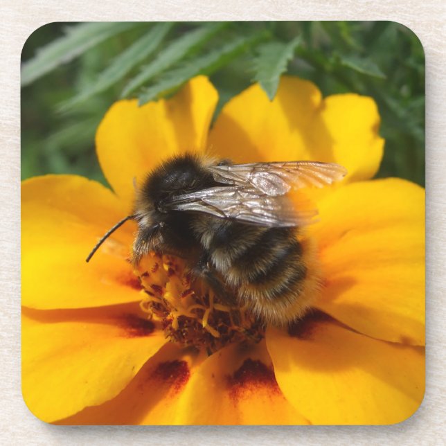 Bumble Bee Coasters (Front)