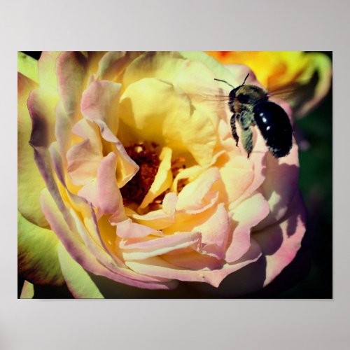 Bumble Bee Flying Into Pink Rose Close Up Poster