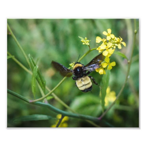 Bumble Bee in Flight Photo Print