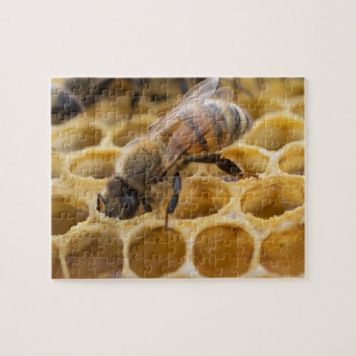 Bumble Bee Inside Honeycomb Jigsaw Puzzle