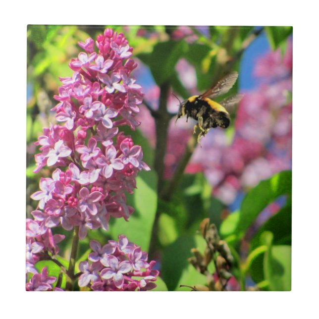Bumble Bee Landng on Lilacs Ceramic Tile (Front)