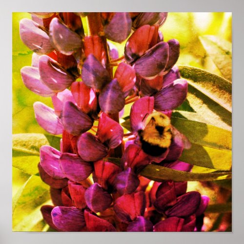 Bumble Bee Lupine Flower Close Up Abstract Poster