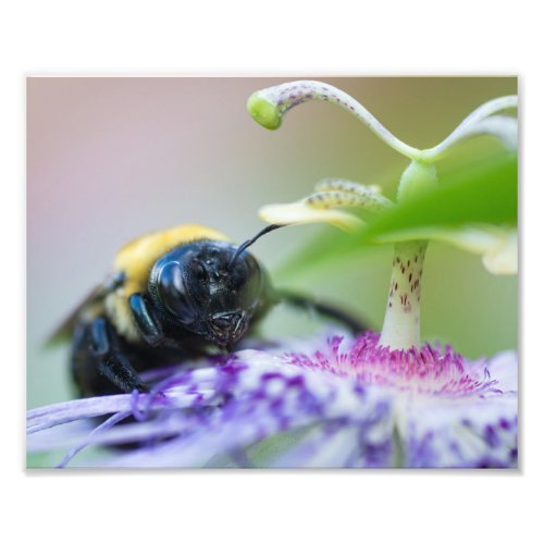 Bumble Bee macro photograph