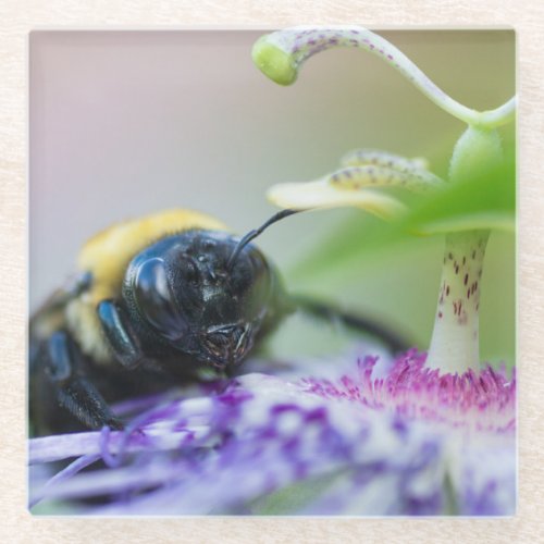 Bumble Bee macro photograph Glass Coaster