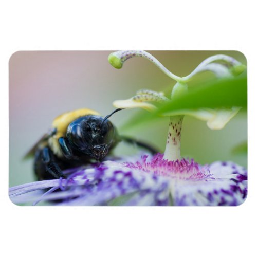Bumble Bee macro photograph Magnet