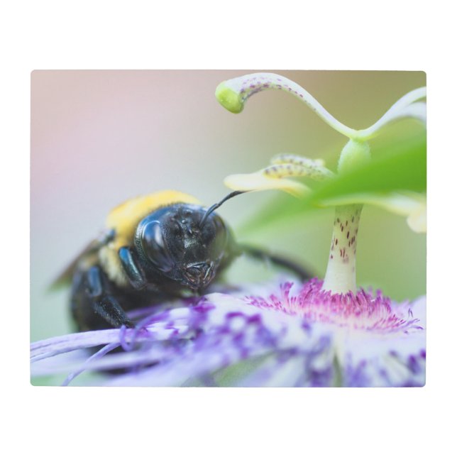 Bumble Bee macro photograph Metal Print (Front)