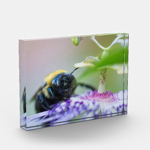 Bumble Bee macro photograph Photo Block